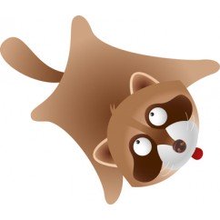 Mapache