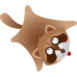 Mapache