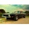 Old mustang